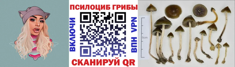 Псилоцибиновые грибы прущие грибы  Купить где  Дмитров 